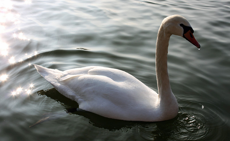 La Constellation du Cygne