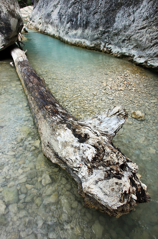 La Souche Abandonnée